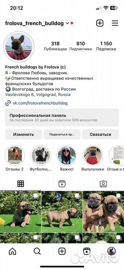 Французский бульдог