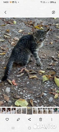 Котик нуждается в помощи