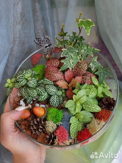 Живые растения в вазе минисад флорариум