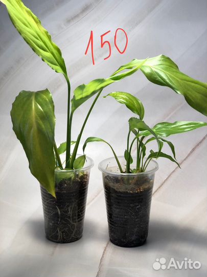 Спатифиллум декабрист