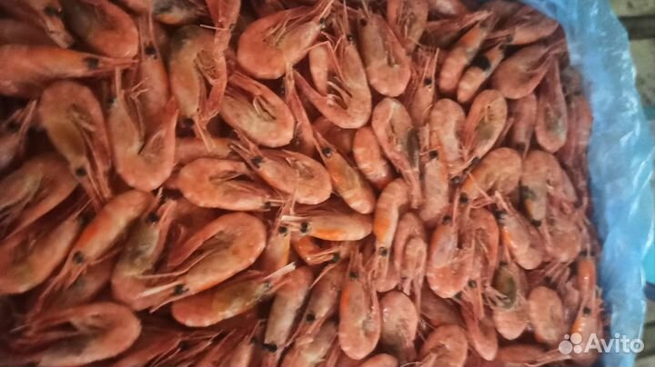 Креветка северная 120
