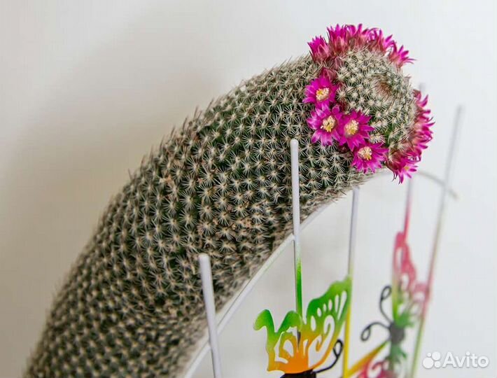 Большой кактус Mammillaria spinosissima