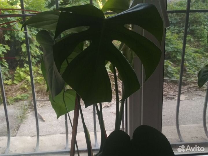 Монстера крупнолистовая