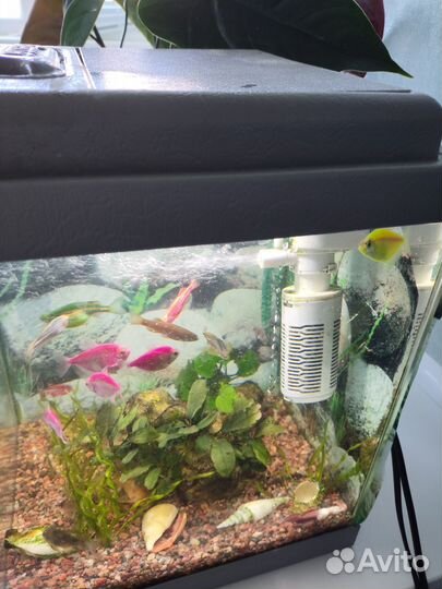 Аквариум куб 20 литров