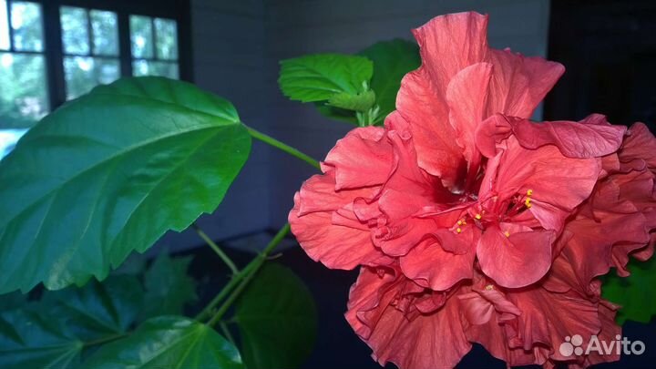 Гибискус китайская роза