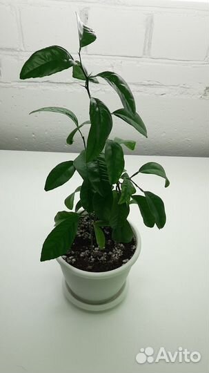 Дерево турецкого мандарина