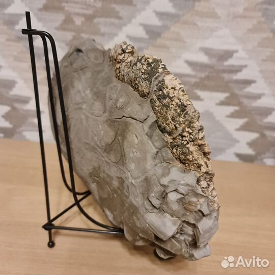 Аммонит в септарии