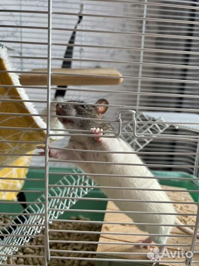 Крысы с клеткой
