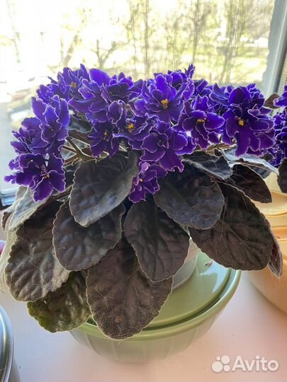 Фиалка в горшках