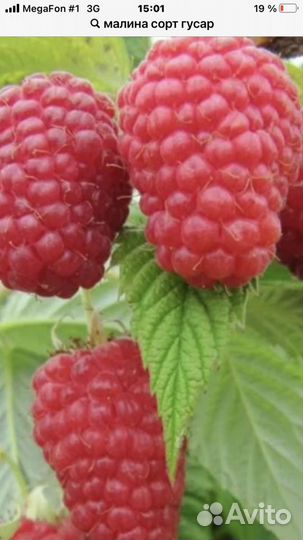 Малина сорт гусар