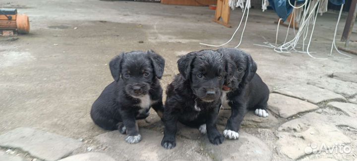 Щенки