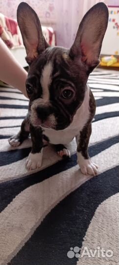 Французский бульдог