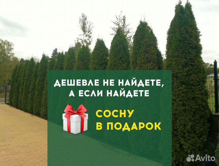 Туя Брабант 1,5 м