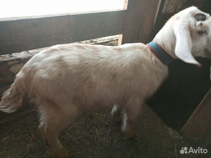 Коза дойная, Козлята нубийские. Некозь1год