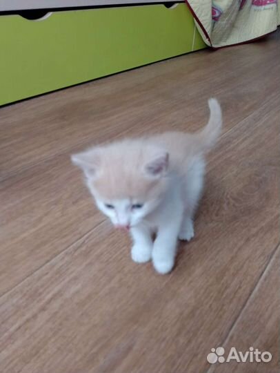 Отдам в добрые руки