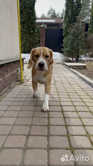 Бигль вязка