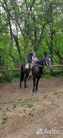 Конные походы Конные туры Конные прогулки