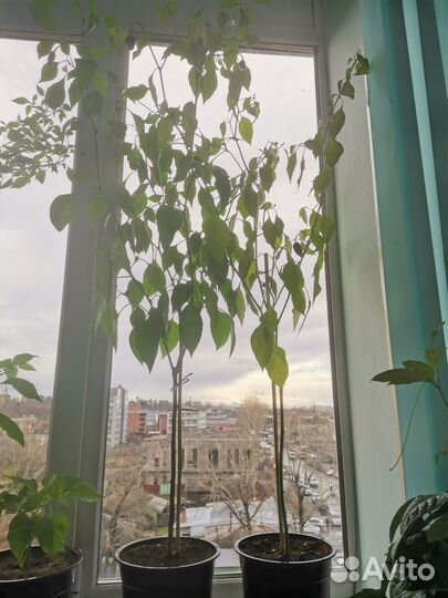 Куст Jalapeno Giant (халапеньо гигант)