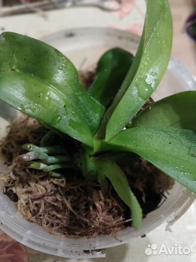 Орхидея фаленопсис