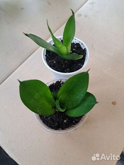 Шеффлера,эуфорбия,панданус