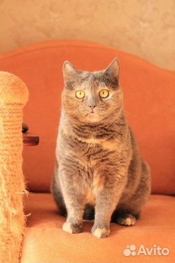 Ищем дом кошечке Мурке