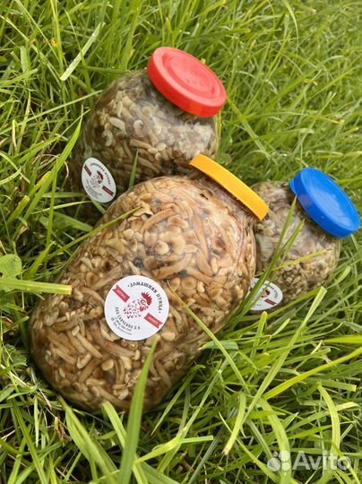 Домашнее мясо кур