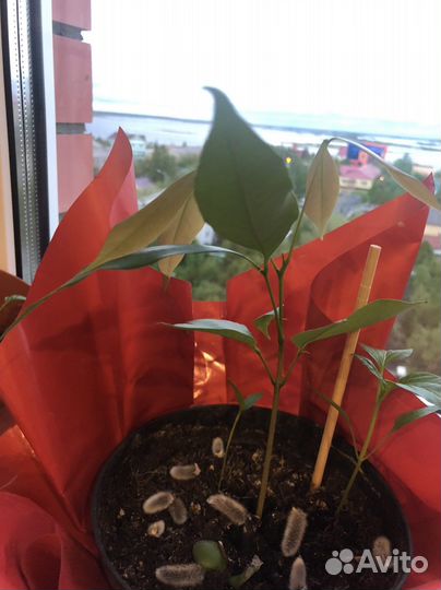 Комнатные цветы