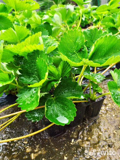 Саженцы клубники Альба