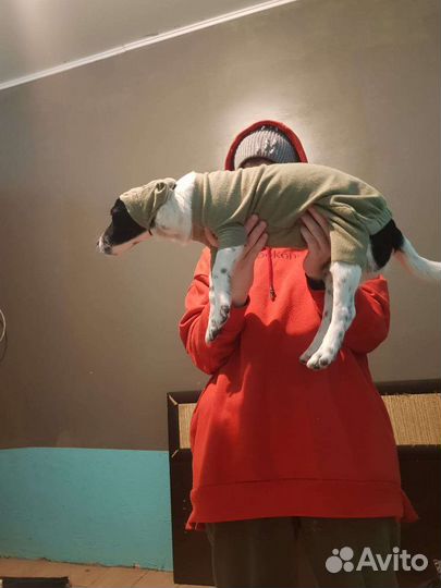 В поисках ма и па