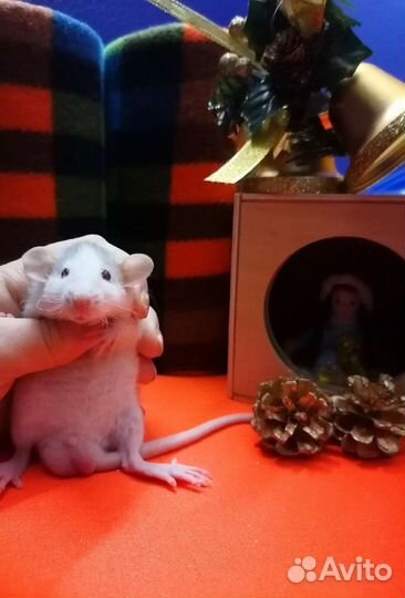 Крысята редкого окраса, крыса, дамбо