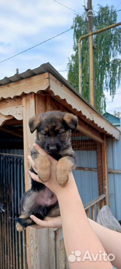 Щенки немецкой овчарки бесплатно