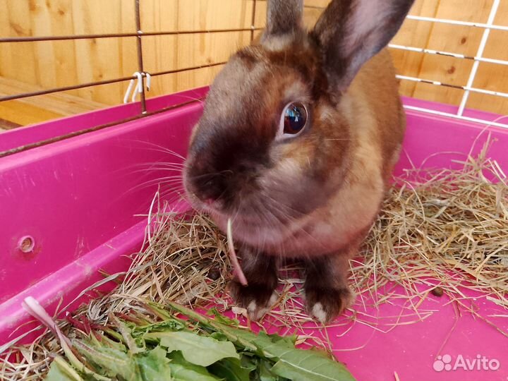 Декоративный кролик