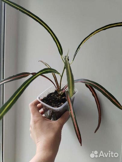 Кодиеум кротон занзибар