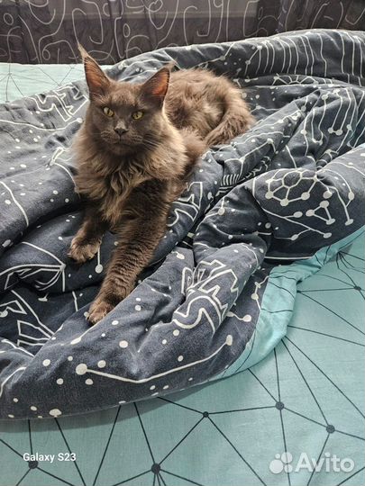 Котята мейн-кун