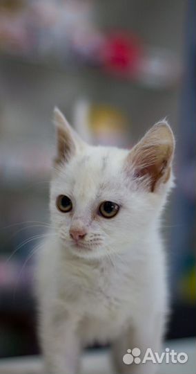 Котснежок