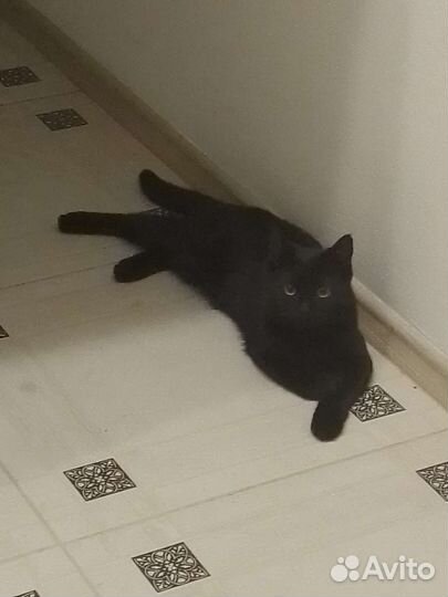 Передержка домашних животных