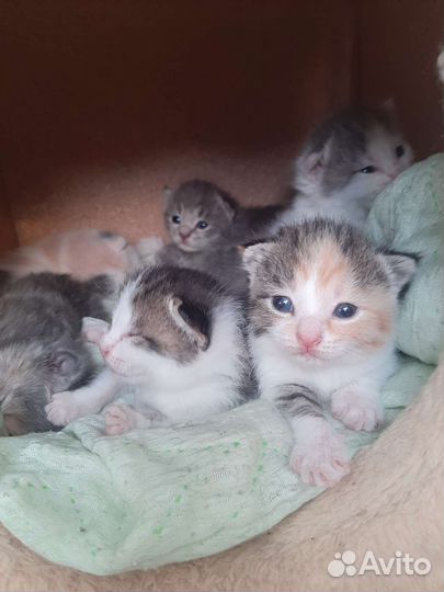 Котята отдаю