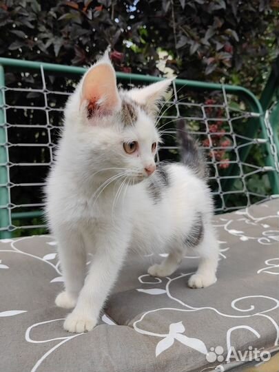 Котенок в добрые руки