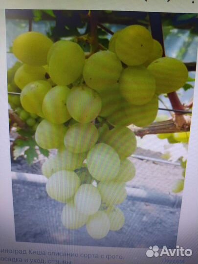 Виноград столовый, алоэ, щучий хвост, горшок 10 л