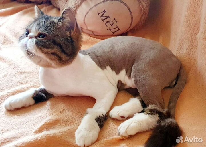 Стрижка кошек с выездом на дом