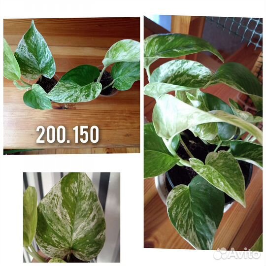 Комнатные цветы Маранта Замиакулькас чёрный равен