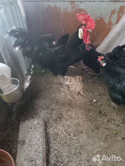 Породистые куры, цыплята и инкубационные яйцо