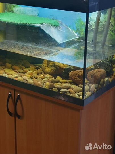 Черепаха бесплатно