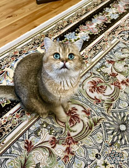 Вязка с котом