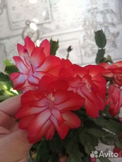 Красивый декабрист