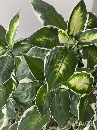 Диффенбахия