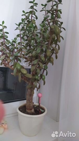 Каланхоэ, седум, взрослое денежное дерево