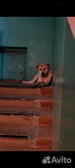 Собака мальчик знает команды