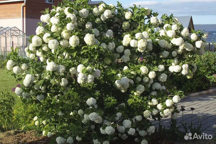 Калина бульденеж, саженцы