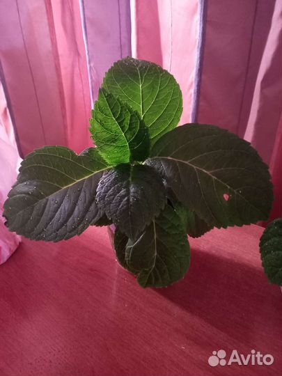 Гортензия крупнолистная